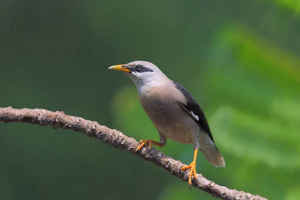 Pássaro Starling com peito de Vénus — Fotografia de Stock