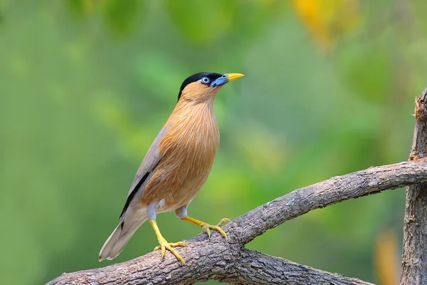 タイの鳥 — ストック写真