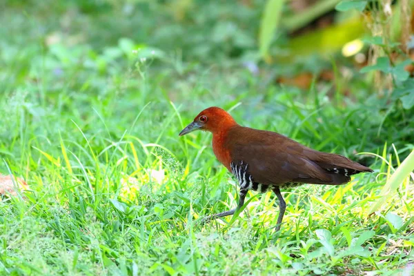 Lindo pássaro Slaty-legged Crake — Fotografia de Stock