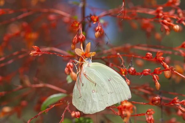 La vie sauvage dans la nature . — Photo