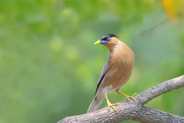 Vögel in Thailand — Stockfoto