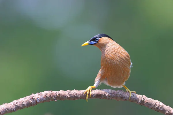 Oiseaux en Thaïlande — Photo