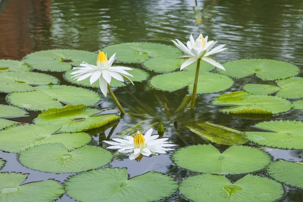 Красивый белый цветок лотоса — стоковое фото