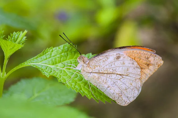 Krásný motýl v přírodě. — Stock fotografie