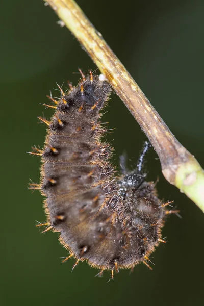 Üzerindeki yaprak (Papilio dehaanii) caterpillar, yakın çekim — Stok fotoğraf