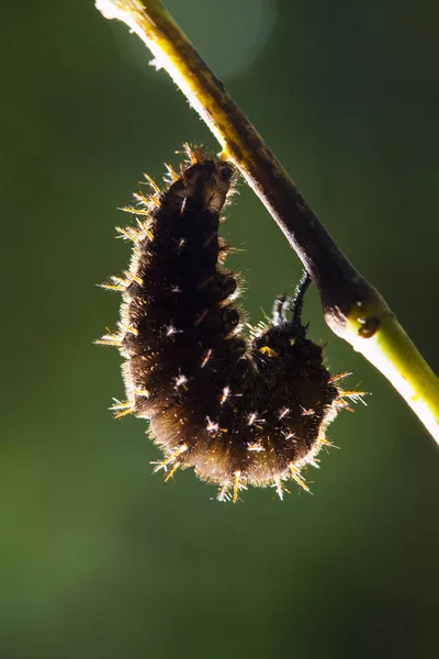 Gros plan de la chenille (Papilio dehaanii) sur une feuille — Photo