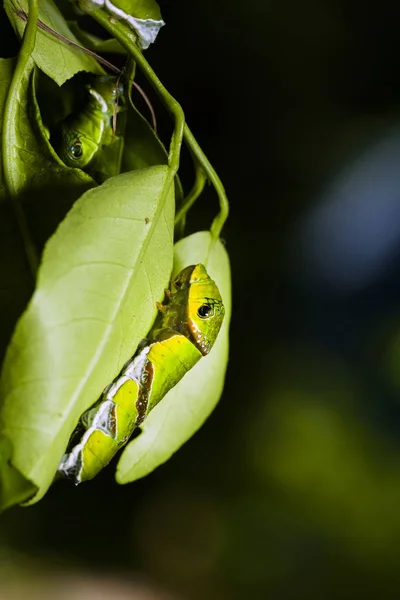 Gusano de oruga en la rama en el jardín — Foto de Stock