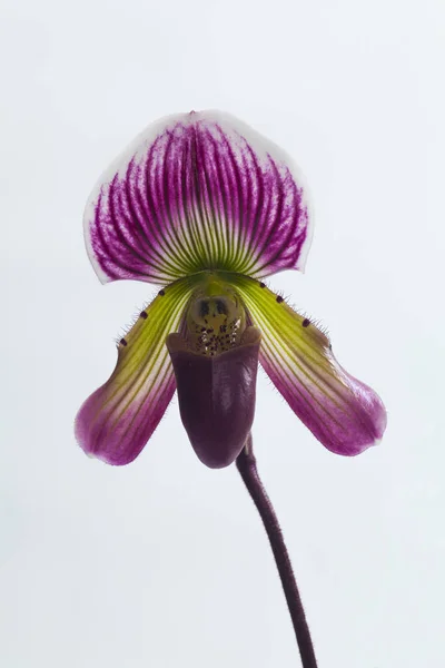 Paphiopedilum callosum orquídea da Tailândia . — Fotografia de Stock