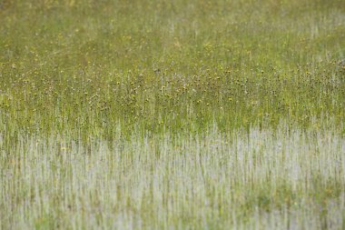 PHA taem Milli Parkı