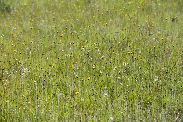 Drosera Indica Linn Flower Hermosa Mezcla Con Utricularia Bifida Parque —  Fotos de Stock