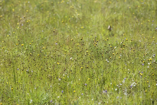 Parc national Pha Taem — Photo