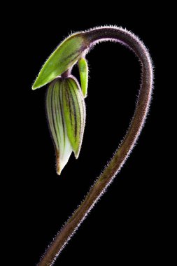 Paphiopedilum orkide veya Lady's terlik orkide.