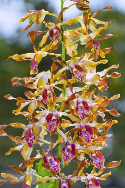 The orchid breed. — Stock Photo, Image