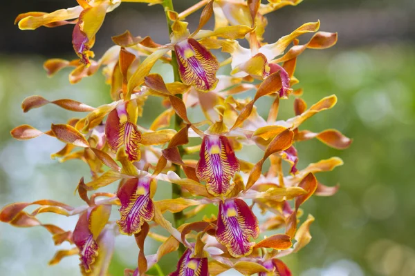 The orchid breed. — Stock Photo, Image