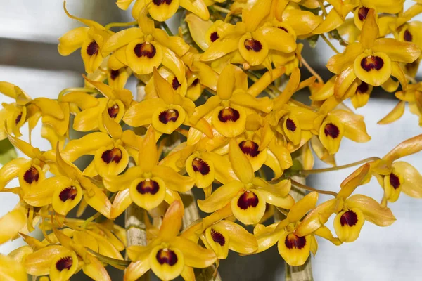 Dendrobium orchid species. — Stock Photo, Image
