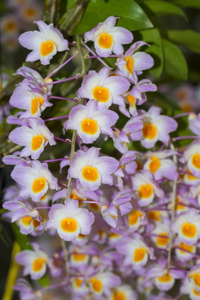 Druhy orchidejí Dendrobium. — Stock fotografie