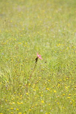 PHA taem Milli Parkı