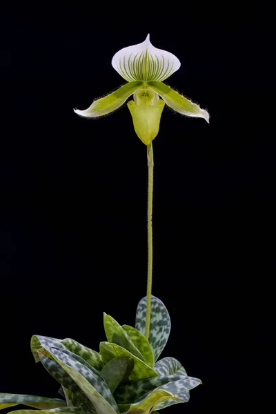 Paphiopedilum de perto — Fotografia de Stock