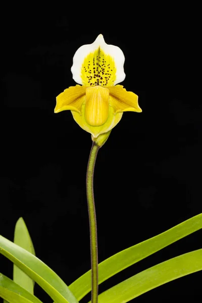 Paphiopedilum exul — Zdjęcie stockowe