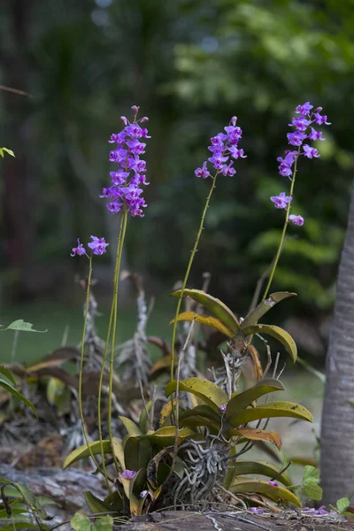 Doritis pulcherrima — Stock Fotó