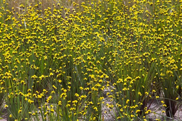 Xyris flores amarillas o Xyridaceae — Foto de Stock