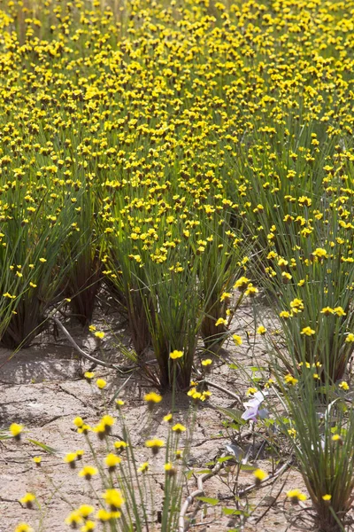 Fiori gialli di Xiris o Xyridaceae — Foto Stock