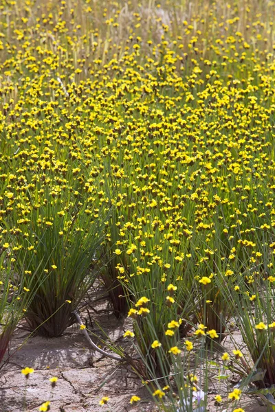Xyris flores amarillas o Xyridaceae — Foto de Stock
