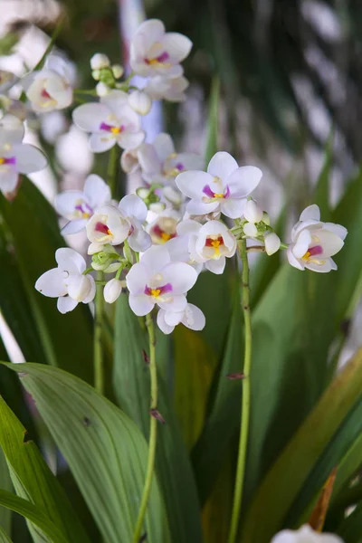 Spathoglottis Plicata Orchidea Kwiat Ogrodzie — Zdjęcie stockowe
