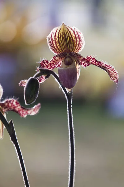 Paphiopedilum close up — Stock Photo, Image