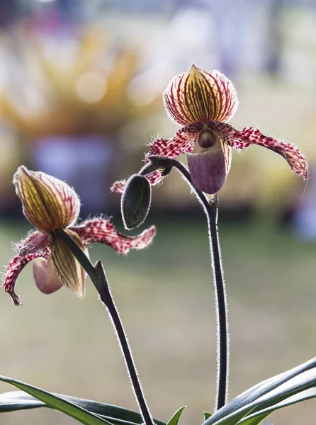 トロピカル ガーデン チェンマイ タイの蘭の花 パフィオペディラム 呼ばれる金星のスリッパは アツモリソウ属です — ストック写真