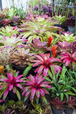 Bromeliad Çiçek bahçesinde kartpostal güzellik dekorasyon ve tarım konsept tasarımı için çeşitli renk.