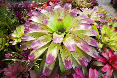 Bromeliad Çiçek Bahçe doğa ile çeşitli renkli kartpostal güzellik dekorasyon ve tarım konsept tasarımı için Bahçe olarak Bromeliad çiçek.