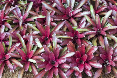 Bromeliad Çiçek Bahçe doğa ile çeşitli renkli kartpostal güzellik dekorasyon ve tarım konsept tasarımı için Bahçe olarak Bromeliad çiçek.