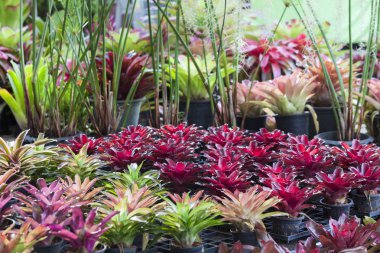 Bromeliad Çiçek Bahçe doğa ile çeşitli renkli kartpostal güzellik dekorasyon ve tarım konsept tasarımı için Bahçe olarak Bromeliad çiçek.