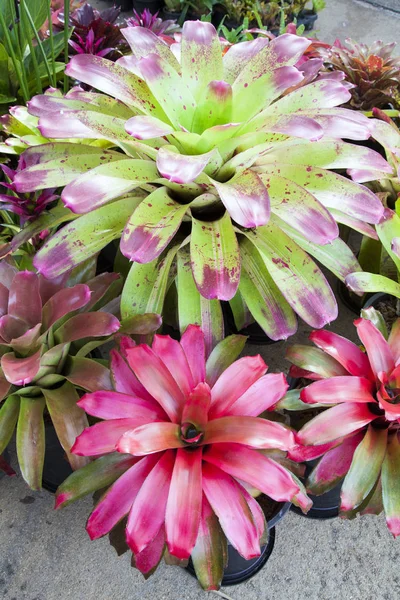 Bromeliad Fiore Giardino Con Natura Bromeliad Fiore Vari Colori Giardino — Foto Stock