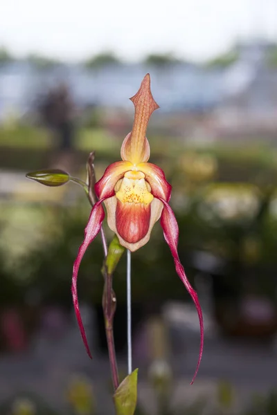 Orchid Flower Tropical Garden Chiang Mai Thailand Paphiopedilum Often Called — Stock Photo, Image