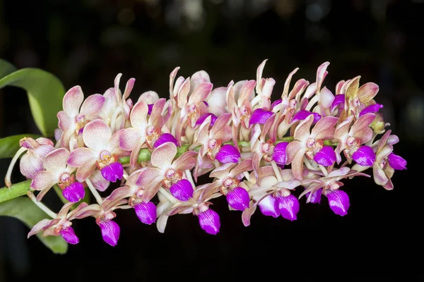 Цветок Орхидеи Ванды Тропическом Саду Цветочный Фон Избирательный Фокус — стоковое фото