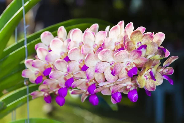 Vanda Fleur Orchidée Dans Jardin Tropical Arrière Plan Floral Selective — Photo