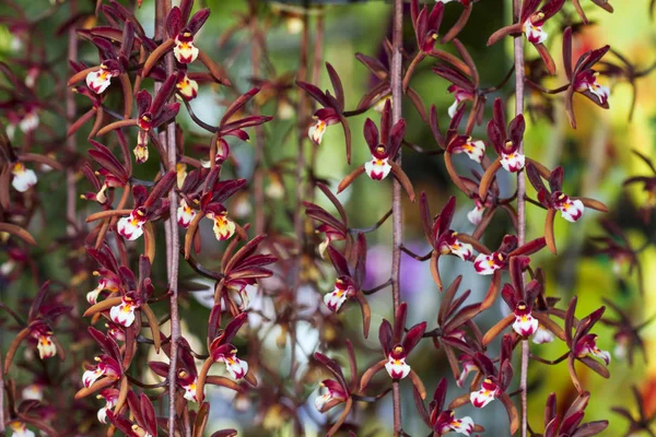 Cymbidium Atropurpureum Epiphytic Orchid Close Viwe — Stock Photo, Image