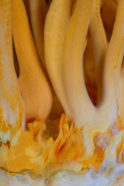 Cordyceps Militaris Вид Грибов Семействе Clavicipitaceae Типовой Вид Рода Cordyceps — стоковое фото