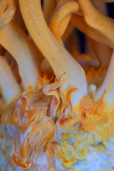 コーディセプス軍国軍は クラビシピタ科 およびコロジス属のタイプ種における真菌の種である 選択フォーカス — ストック写真