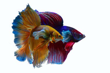 Siyam dövüş balığı (Rosetail) (yarım ay), dövüş balığı, Betta ihtişamı, siyah arka planda kırpma yolu ile