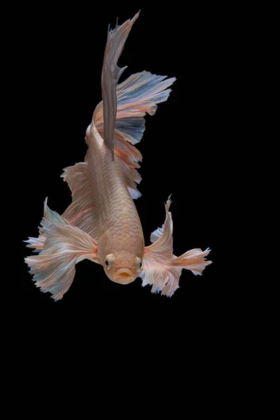 Primer Movimiento Arte Peces Betta Peces Siameses Lucha Aislados Sobre — Foto de Stock