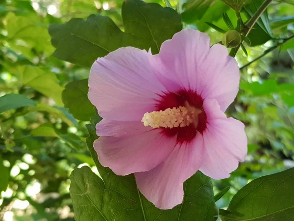 Large pink hibiscus flower. Blooming pink hibiscus with leaves on a summer day