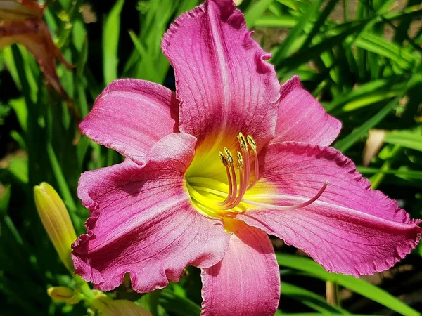 Giglio Rosa Nel Giardino Estivo Giglio Rosa Giorno Estate Vicino — Foto Stock