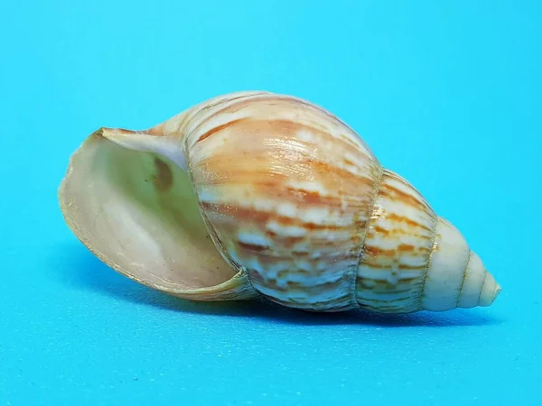 Large Thin Walled Seashell Processed Seashell Photographed Close Blue Background — Stock Photo, Image