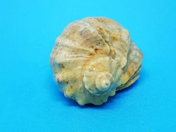 Rapana Concha Close Shell Processado Partir Rapana Molusco Fundo Azul — Fotografia de Stock