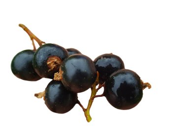Beyaz arka planda siyah frenk üzümü grubu izole edildi. Beyaz arka planda izole edilmiş siyah frenk üzümü çalılarının olgun büyük meyveleri.