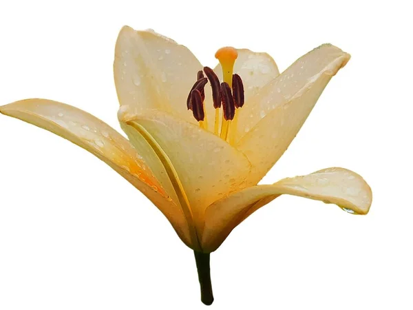 Único Lírio Suavemente Amarelo Sobre Fundo Branco Flor Lírio Amarelo — Fotografia de Stock