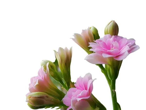 Bouquet Fiori Rosa Pallido Sfondo Bianco Infiorescenza Fiori Rosa Kalanchoe — Foto Stock